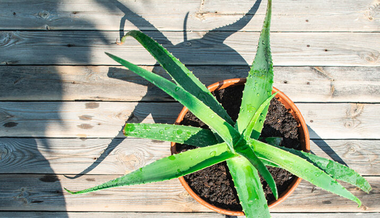 hair fall,natural ways to control hair fall,hair care tips,beauty tips