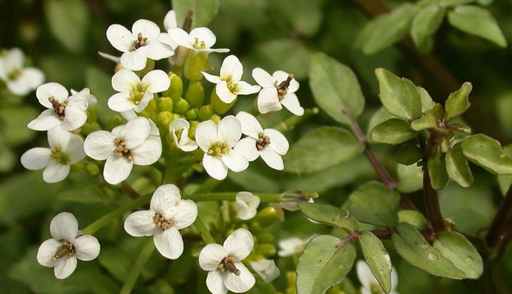 hair fall,natural tips for hair fall,skin care tips,hair care tips,beauty tips