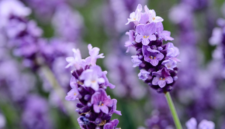 aloe vera,rosemary,hibiscus,indian gooseberry,neem,lavender,peppermint,sage,holy basil,herbs,herbs to treat hair loss,hair loss tips,hair care tips,beauty tips