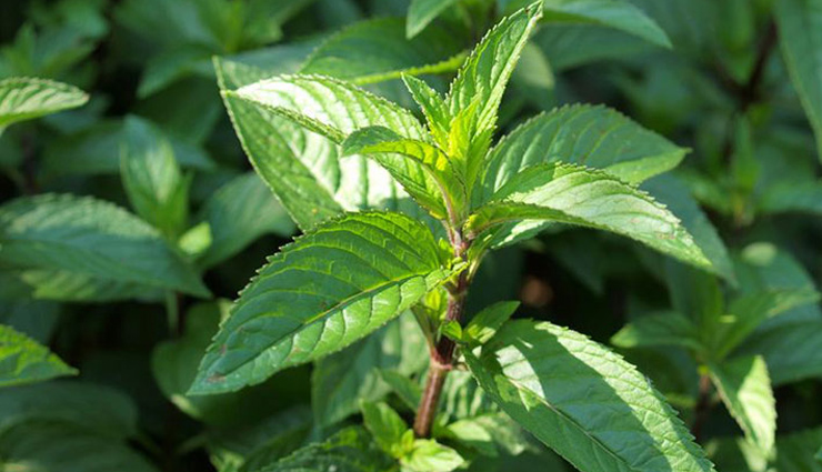 aloe vera,rosemary,hibiscus,indian gooseberry,neem,lavender,peppermint,sage,holy basil,herbs,herbs to treat hair loss,hair loss tips,hair care tips,beauty tips