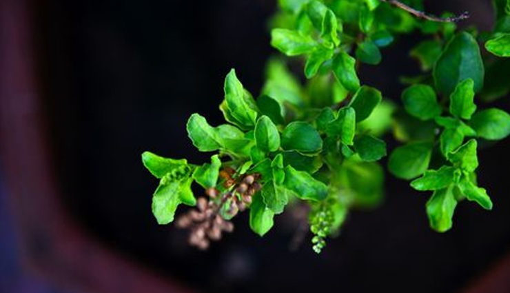 aloe vera,rosemary,hibiscus,indian gooseberry,neem,lavender,peppermint,sage,holy basil,herbs,herbs to treat hair loss,hair loss tips,hair care tips,beauty tips