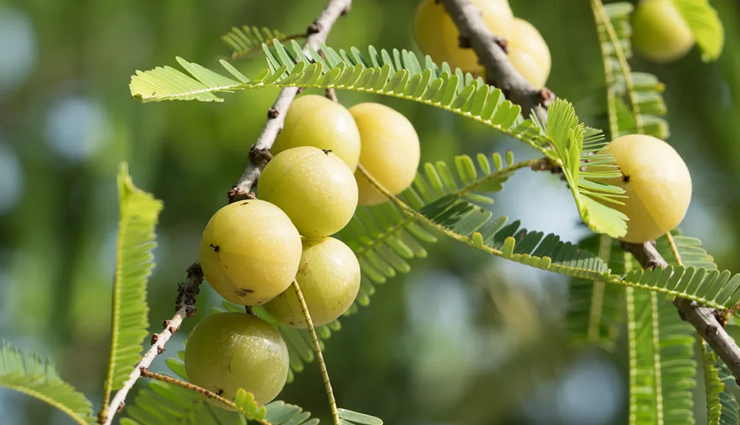 herbs that will help you in quick hair growth,beauty tips,beauty hacks