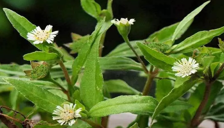 herbs that will help you in quick hair growth,beauty tips,beauty hacks