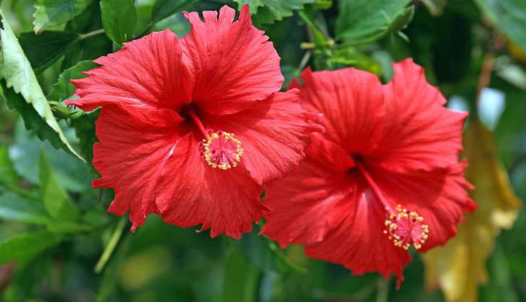 chinese hibiscus,coat buttons or tridax daisy,aloe vera,basil,gooseberry,remedies for hair loss,herbs to treat hair loss,hair loss tips,hair care tips,beauty tips