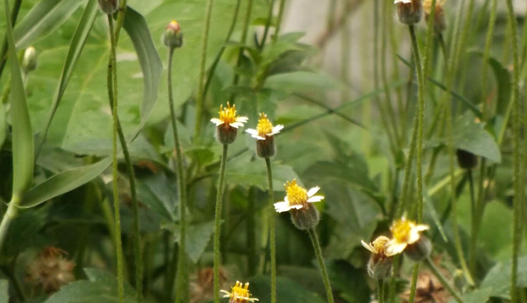 chinese hibiscus,coat buttons or tridax daisy,aloe vera,basil,gooseberry,remedies for hair loss,herbs to treat hair loss,hair loss tips,hair care tips,beauty tips