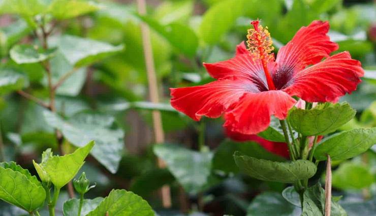 home remedies for hair fall,natural remedies for hair loss,how to control hair fall at home,best home treatments for hair fall,diy hair fall solutions,herbal remedies for hair fall,hair regrowth home remedies,stop hair fall naturally,ayurvedic remedies for hair loss,effective ways to reduce hair fall