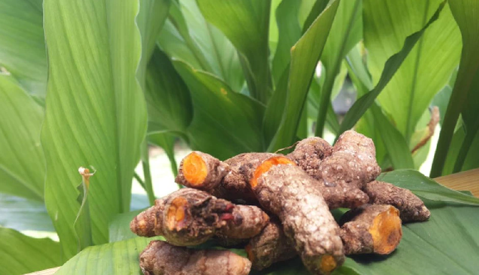 हल्दी के पत्ते: खाली पेट सेवन से मिलते हैं सेहत के 5 अद्भुत फायदे, सही इस्तेमाल का तरीका