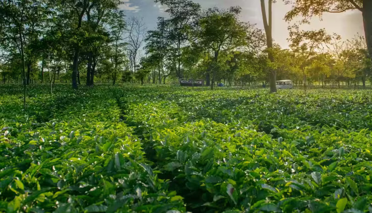 tea estates in assam,assam tea gardens to visit,popular tea estates assam,cultural significance assam tea,economic impact assam tea gardens,tea cultivation in assam,assam tea industry,sustainable tea estates assam,organic tea gardens assam,eco-friendly tea farms assam,ethical tea cultivation assam,must-visit tea estates in assam,top tea gardens in assam,guide to assam tea estates,touring assam tea plantations