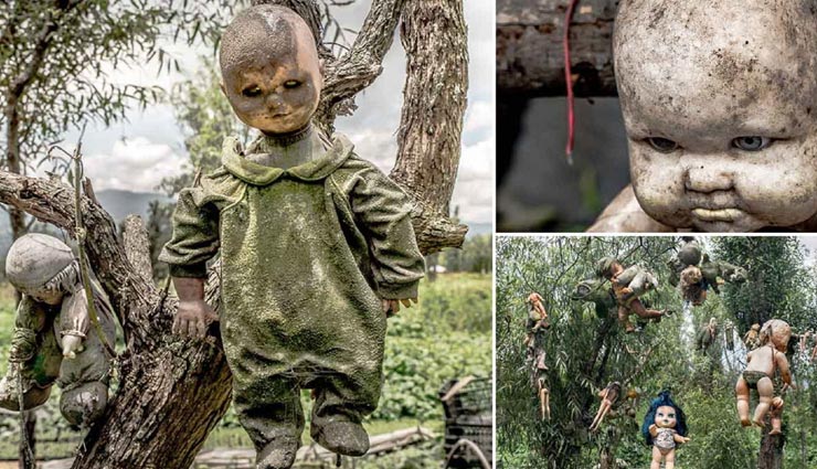 पेड़ों पर लटकी इन गुड़ियों से आती हैं रोने की आवाजें weird news,weird place,dolls hanging on trees,mexico island,place of dolls