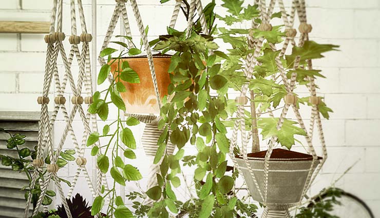 प्लांट्स से कुछ इस तरह सजाये घर household,decorate house,decorate house with plants,hanging plant,on watering plant,succulents,personalized plant,mug plant