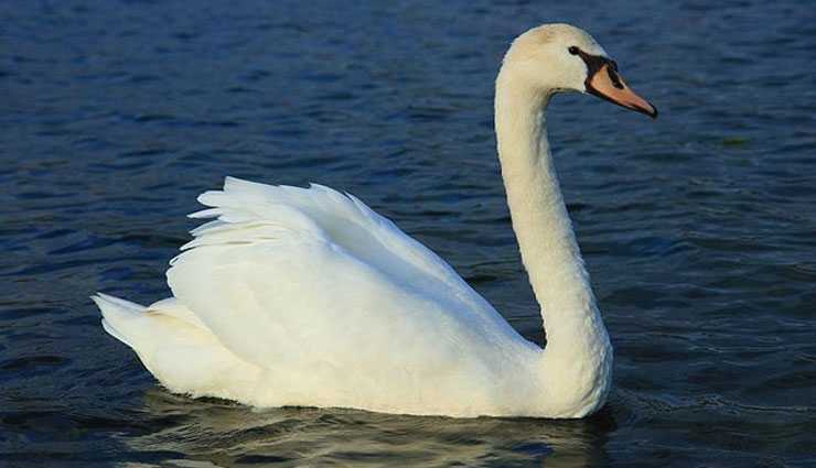 laxmi ji,maa laxmi,astrology tips,astrology,things to be kept in home