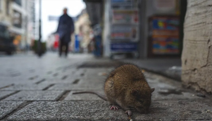hantavirus,coronavirus,hantavirus vs coronavirus,what is hantavirus,what is coronavirus,coronavirus world,china,news