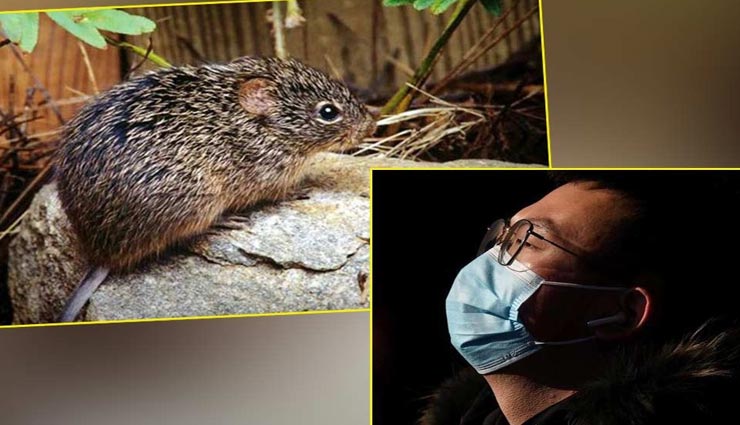 Health tips,health tips in hindi,hantavirus,symptoms and preventive measures,coronavirus