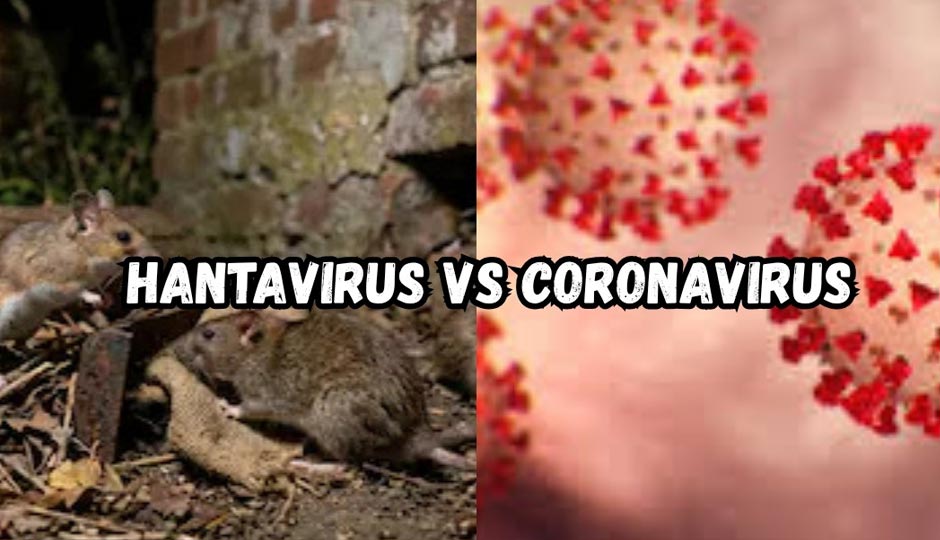 Hantavirus Vs Coronavirus- What You Need to Know