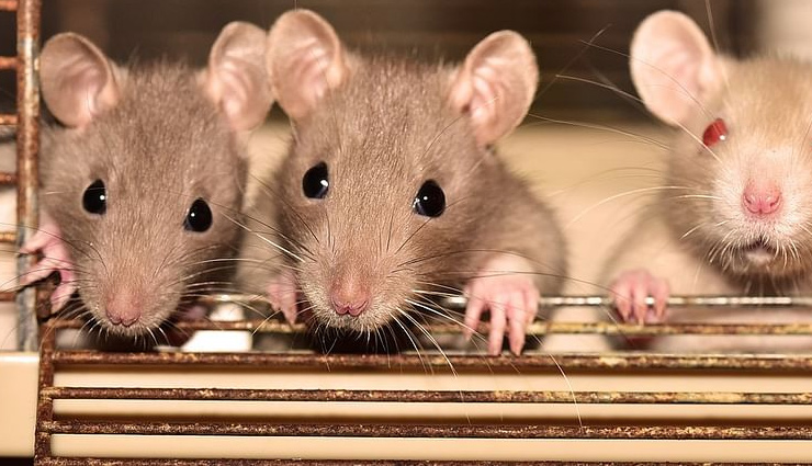 hantavirus,hantavirus china,rat