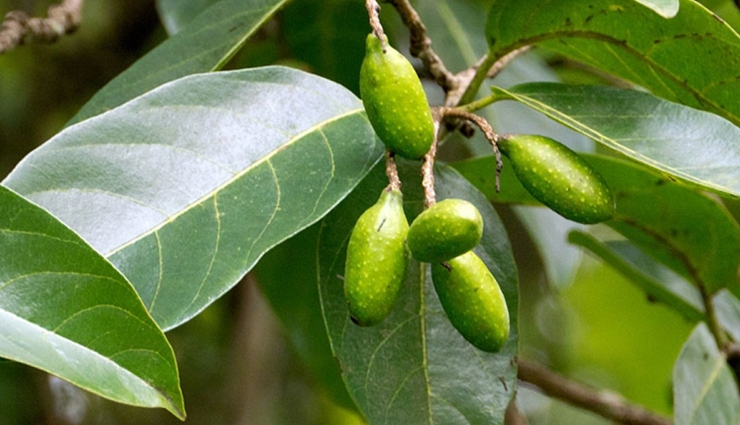 herbs and their benefits,some special herbs for health,healthy living,Health tips,herbs and its benefits