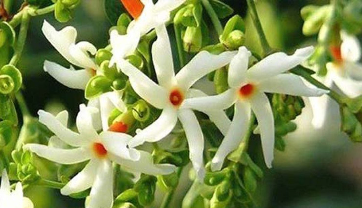 छोटा सा दिखने वाला यह खूबसूरत फूल है कई रोगों के लिए रामबाण, ऐसे करें इस्तेमाल