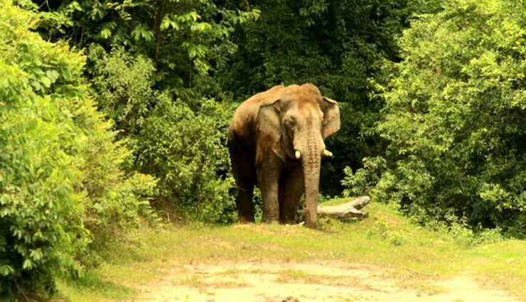 जंगली हाथी के हमले में केरल समाचार चैनल के कैमरामैन की मौत