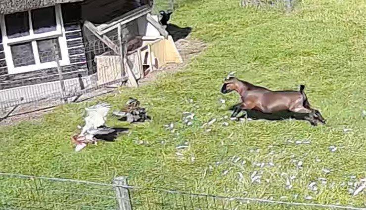 जानवरों की इस दोस्ती को देख आप भी कह उठेंगे माशाल्लाह, मुर्गे की जान बचाने आया बकरा 