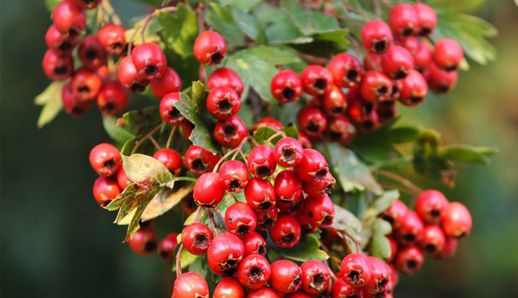 heart palpitations,heart palpitations treatment,heart palpitations home remedies,home remedies to treat heart palpitations,heart problem,heart health,Health,Health tips