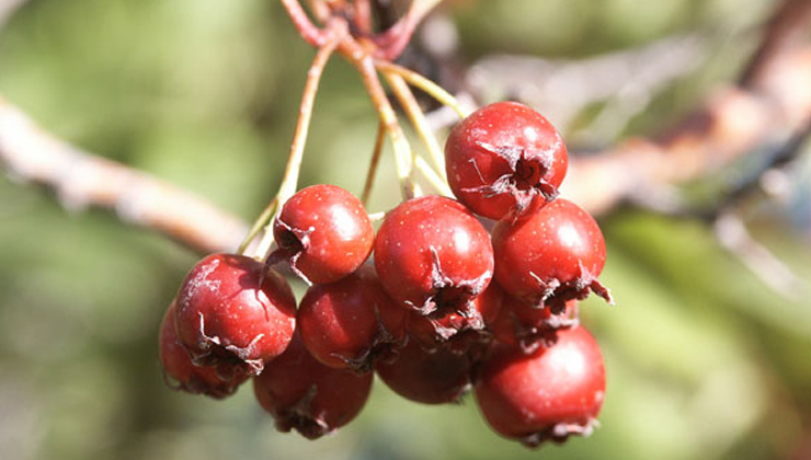 hawthorn health benefits,hawthorn for heart health,hawthorn herb uses,hawthorn berries benefits,hawthorn for blood pressure,hawthorn for anxiety,crataegus benefits,natural heart remedies,hawthorn antioxidants,hawthorn traditional medicine,hawthorn supplements,hawthorn tea benefits