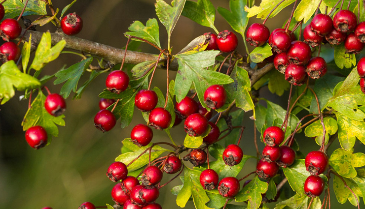 6 Amazing Benefits of Hawthorn Berry on Health
