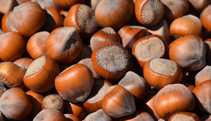 hazelnut,health benefits of hazelnut,hazelnut healthy food,health benefits of eating hazelnut,hazelnut good for health,healthy living,Health tips