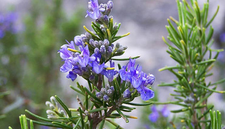 headache,home remedies for headache,Health tips,fitness tips