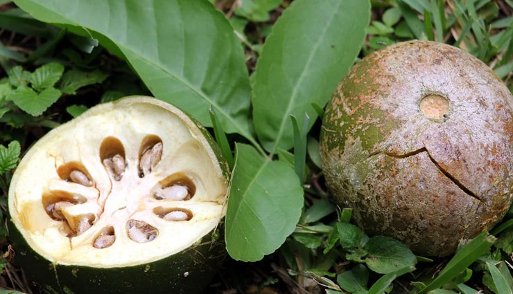 5 Amazing Health Benefits of Eating Bael Fruit