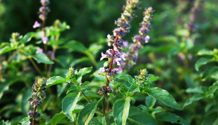 5 Reasons You Must Add Tulsi To Daily Routine