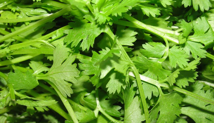 coriander leaves benefits,coriander leaves health benefits,Health tips ,हरे धनिये के फायदे