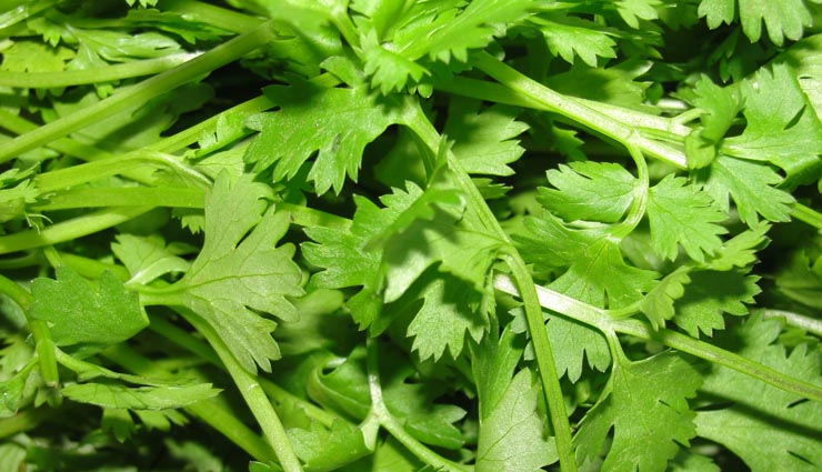 दस्त में हरे धनिये का सेवन रहता है फायदेमंद, जाने और फ़ायदे coriander leaves benefits,coriander leaves health benefits,Health tips