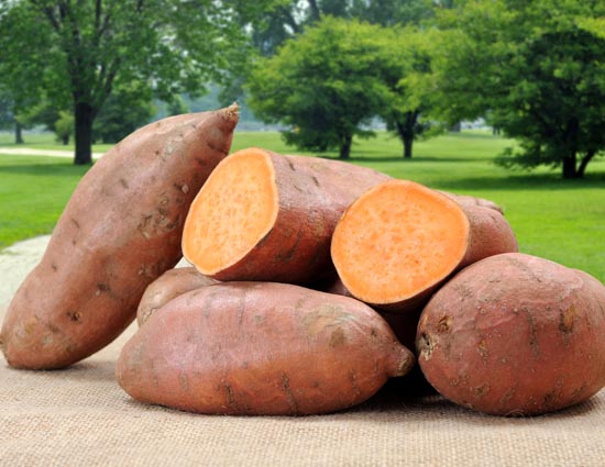 sweet potato,benefits of sweet potato,Health tips,healthy living ,शकरकंद