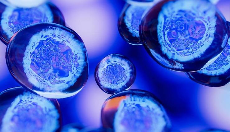 echinacea,echinacea health benefits,echinacea health tips,healthy food echinacea,echinacea good for health,echinacea healthy food,Health,Health tips