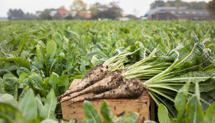 healthy gut with probiotics,probiotic-rich foods,gut-friendly foods,benefits of probiotic foods,digestive health and probiotics,probiotic diet for gut health,improve digestion with probiotics,gut-balancing foods,probiotics for a strong immune system,probiotic foods and well-being