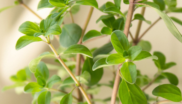 healthy herbs,least known healthy herbs,Health tips,fitness tips