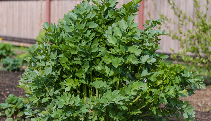 healthy herbs,least known healthy herbs,Health tips,fitness tips