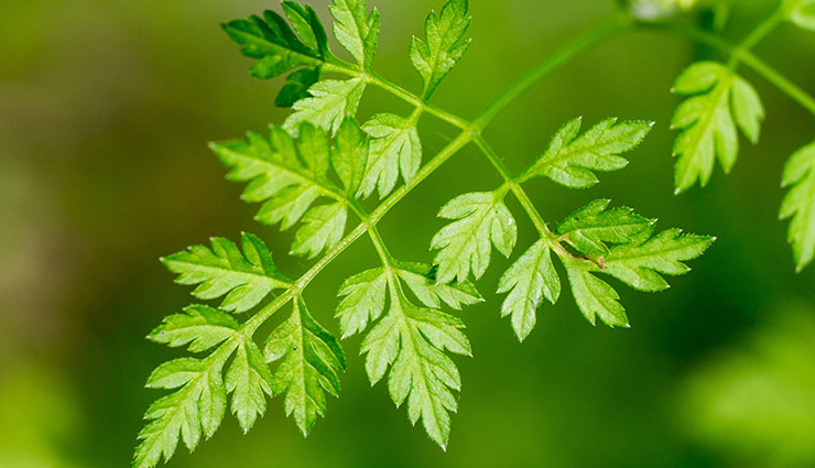 healthy herbs,least known healthy herbs,Health tips,fitness tips