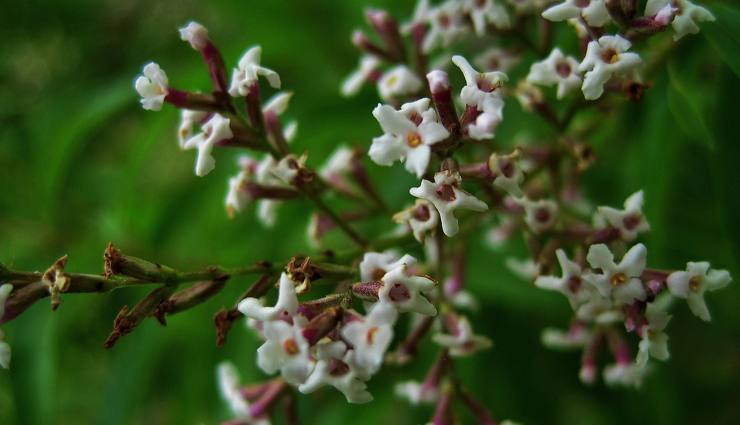 healthy herbs,least known healthy herbs,Health tips,fitness tips