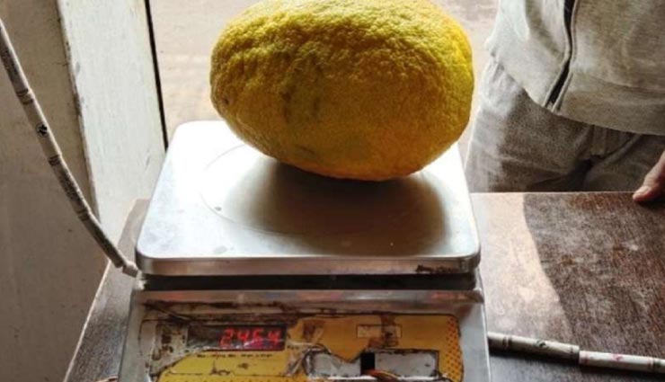 weird news,weird lemon,lemon like watermelon