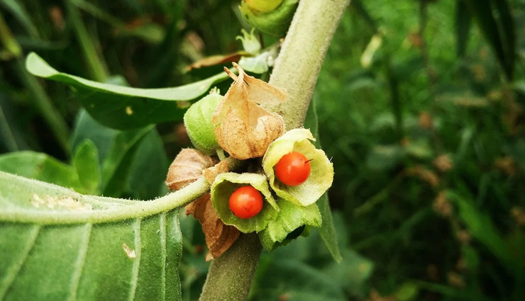 ayurvedic height increase solutions,height-boosting ayurvedic remedies,ayurvedic products for taller stature,height enhancement ayurvedic treatments,natural ayurvedic remedies for height,ayurvedic supplements for increased height,herbal solutions for height growth,ayurvedic medicines for height gain,height-boosting herbs in ayurveda,ayurvedic formulas for better height,ayurvedic remedies for height growth,height-increasing ayurvedic medicines,ayurvedic herbs for height enhancement,ayurvedic formulations for taller stature,ayurvedic solutions for better height,best ayurvedic products for height gain,ayurvedic treatments for improved height,natural ways to increase height in ayurveda,ayurvedic approaches to boost height,ayurvedic supplements for height development,herbal remedies for height increase in ayurveda,ayurvedic techniques for height enhancement