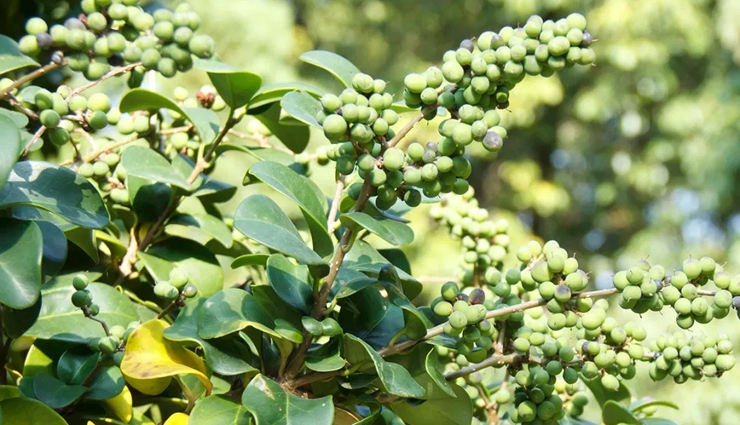 ayurvedic height increase solutions,height-boosting ayurvedic remedies,ayurvedic products for taller stature,height enhancement ayurvedic treatments,natural ayurvedic remedies for height,ayurvedic supplements for increased height,herbal solutions for height growth,ayurvedic medicines for height gain,height-boosting herbs in ayurveda,ayurvedic formulas for better height,ayurvedic remedies for height growth,height-increasing ayurvedic medicines,ayurvedic herbs for height enhancement,ayurvedic formulations for taller stature,ayurvedic solutions for better height,best ayurvedic products for height gain,ayurvedic treatments for improved height,natural ways to increase height in ayurveda,ayurvedic approaches to boost height,ayurvedic supplements for height development,herbal remedies for height increase in ayurveda,ayurvedic techniques for height enhancement