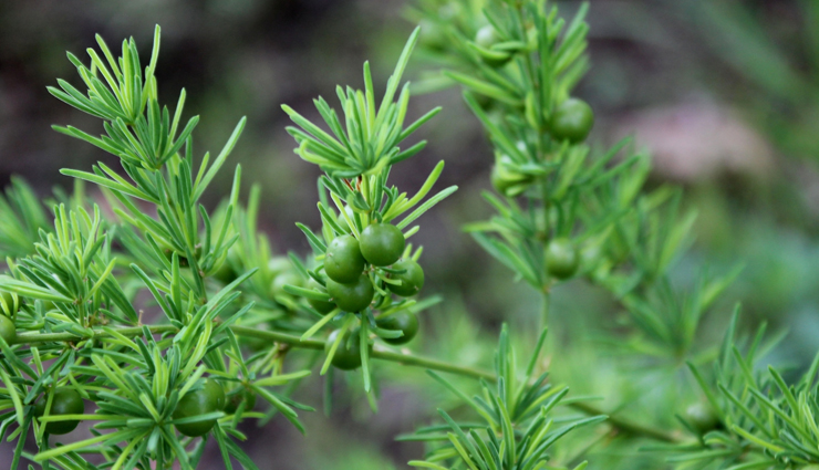 ayurvedic height increase solutions,height-boosting ayurvedic remedies,ayurvedic products for taller stature,height enhancement ayurvedic treatments,natural ayurvedic remedies for height,ayurvedic supplements for increased height,herbal solutions for height growth,ayurvedic medicines for height gain,height-boosting herbs in ayurveda,ayurvedic formulas for better height,ayurvedic remedies for height growth,height-increasing ayurvedic medicines,ayurvedic herbs for height enhancement,ayurvedic formulations for taller stature,ayurvedic solutions for better height,best ayurvedic products for height gain,ayurvedic treatments for improved height,natural ways to increase height in ayurveda,ayurvedic approaches to boost height,ayurvedic supplements for height development,herbal remedies for height increase in ayurveda,ayurvedic techniques for height enhancement