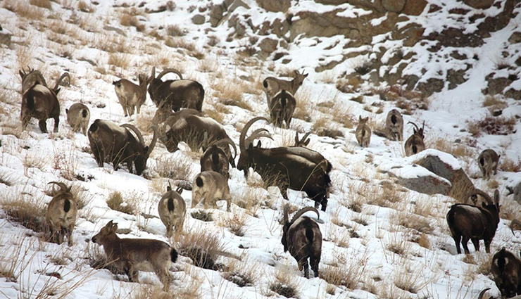 wildlife safaris,adventorus wildlife safari,north india,travel,tourism,india tourism,tourist places in india