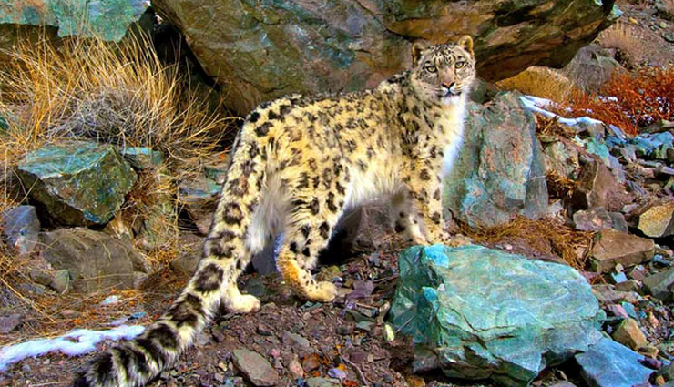 वाइल्डलाइफ फोटोग्राफर्स के लिए किसी जन्नत से कम नहीं है भारत की ये 10 जगहें, विदेशों से भी आते है लोग wildlife photography in india,best places for wildlife photography,wildlife photography destinations in india,top wildlife photography spots in india,wildlife photography tips,indian wildlife photography hotspots,wildlife sanctuaries in india,national parks for photography in india,wildlife photography tours in india,indian wildlife photography guide,best locations for wildlife photography in india,wildlife photography in western ghats,tiger photography in india,bird photography in india