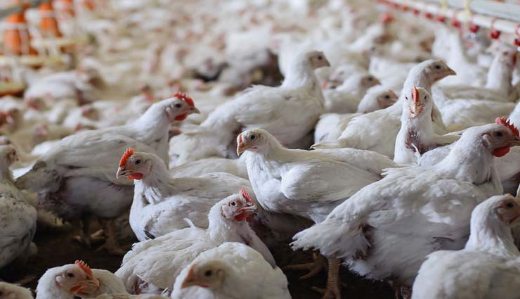 बड़ा सवाल, मांस हलाल का है या झटके का, वैज्ञानिकों ने खोज निकाला इसका समाधान