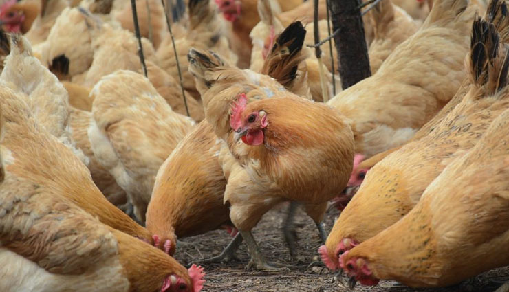 बिहार में हड़कंप, जहानाबाद में बर्ड फ्लू का मामला सामने आया, हाई अलर्ट जारी bird flu,bihar,jahanabad,munger,patna,symptoms of bird flu,what is bird flu