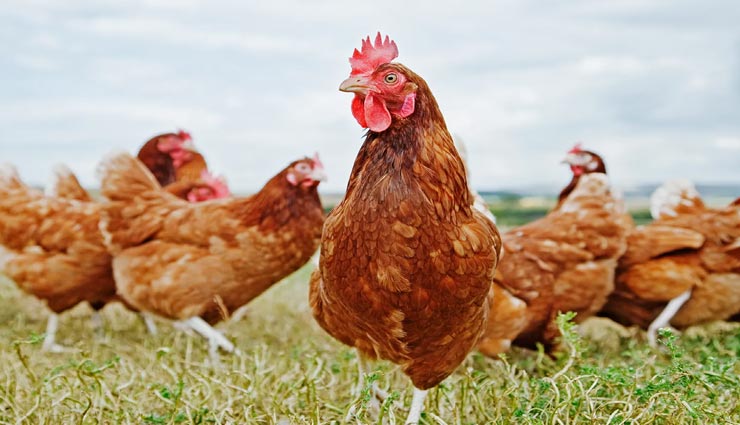 हिमाचल : थाने में नहीं हुई मुर्गा चोरी की रिपोर्ट तो महिला ने लगाई सीएम हेल्पलाइन पर गुहार, तीन पर केस