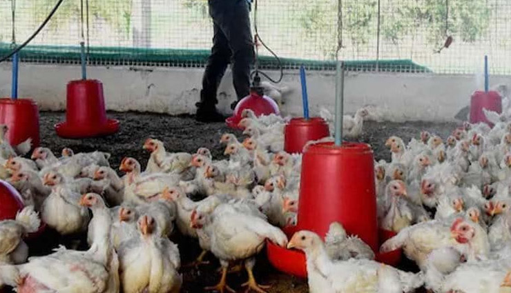 महाराष्ट्र : परभणी के पोल्ट्री फॉर्म में 900 मुर्गियों की मौत, नमूनों को जांच लिए भेजा