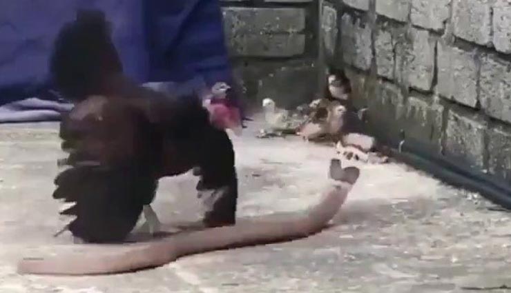 VIDEO : बच्चों की खातिर खतरनाक सांप से लड़ गई मुर्गी, विडियो बेहद चौकाने वाला 